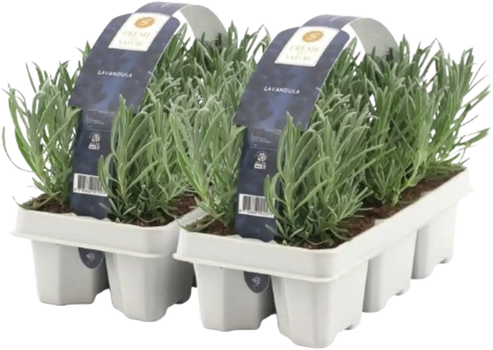 Net binnen | bloomling Lavendel Bollen-Ø ca. 7 cm - Tray, 2x 6er-Tray