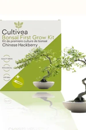 Online bestellen | Cultivea Bonsaï First Grow Kit "Chinese Hackberry"
