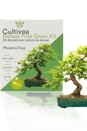 Zojuist toegevoegd | Cultivea Bonsaï First Grow Kit "Phoenix Tree"