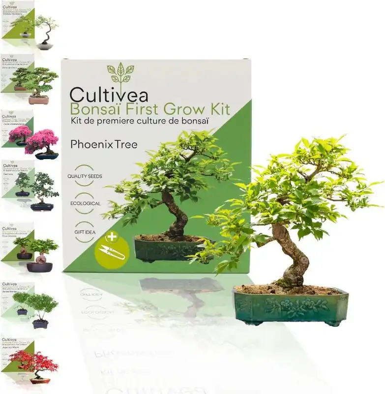 Zojuist toegevoegd | Cultivea Bonsaï First Grow Kit "Phoenix Tree"