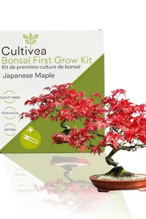 Laatste dagen - Cultivea Bonsaï First Grow Kit "Japanese Maple"