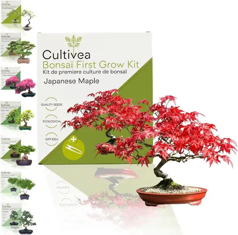 Laatste dagen - Cultivea Bonsaï First Grow Kit "Japanese Maple"