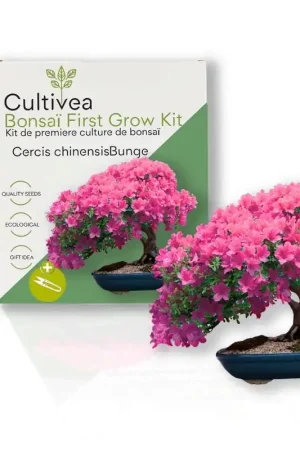 Direct leverbaar | Cultivea Bonsaï First Grow Kit "Cercis Chinensis"