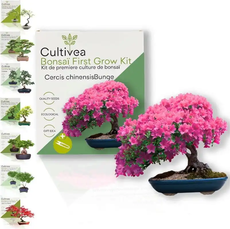 Direct leverbaar | Cultivea Bonsaï First Grow Kit "Cercis Chinensis"