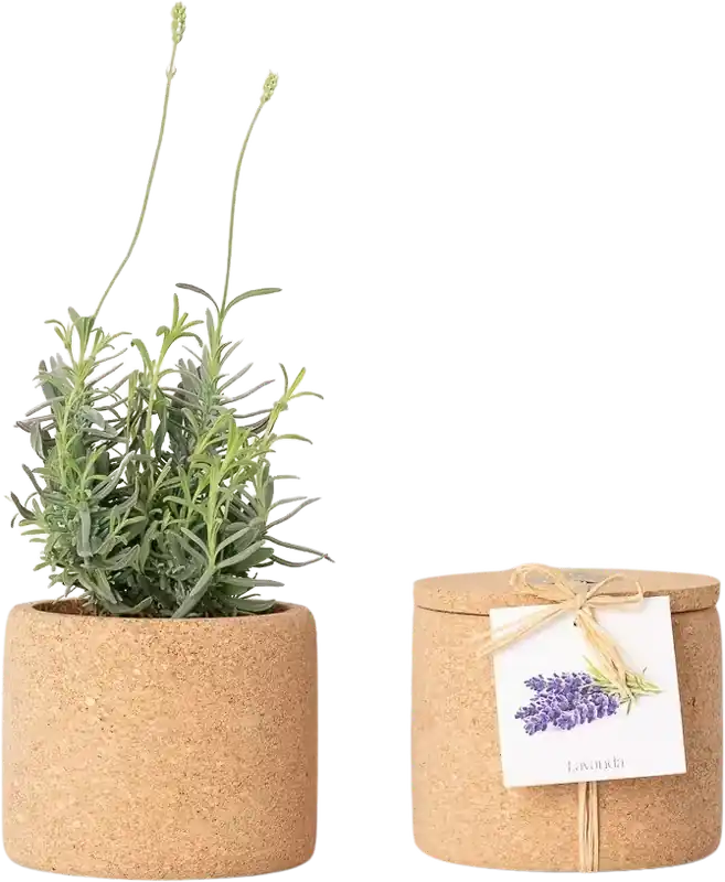 Life in a bag Grow Cork Lavendel | Speciale aanbieding
