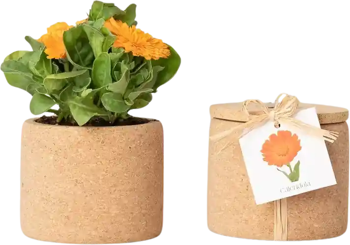 Life in a bag Grow Cork Goudsbloem - Uitverkoop