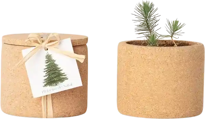 Life in a bag Grow Cork Kerstboom - Voordeelprijs