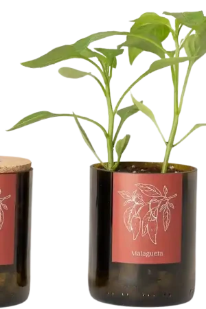 Life in a bag Bottle Garden Chili | Spoedlevering