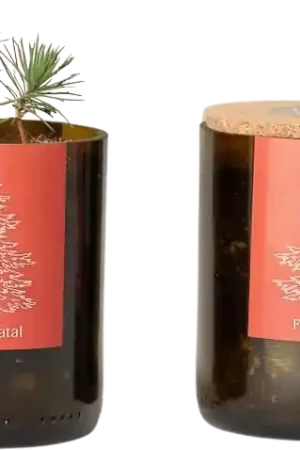 Bespaar nu | Life in a bag Bottle Garden Kerstboom