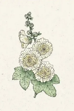 Jora Dahl Alcea rosea "Queeny Yellow" (Stokroos) - Voordelig
