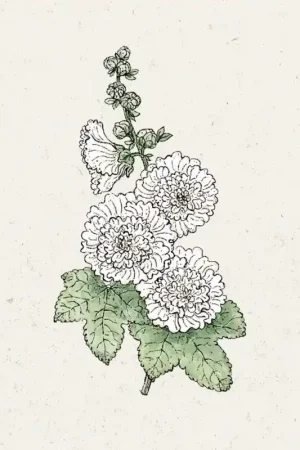 Jora Dahl Alcea rosea "Queeny White" (Stokroos) - Tijdelijke actie