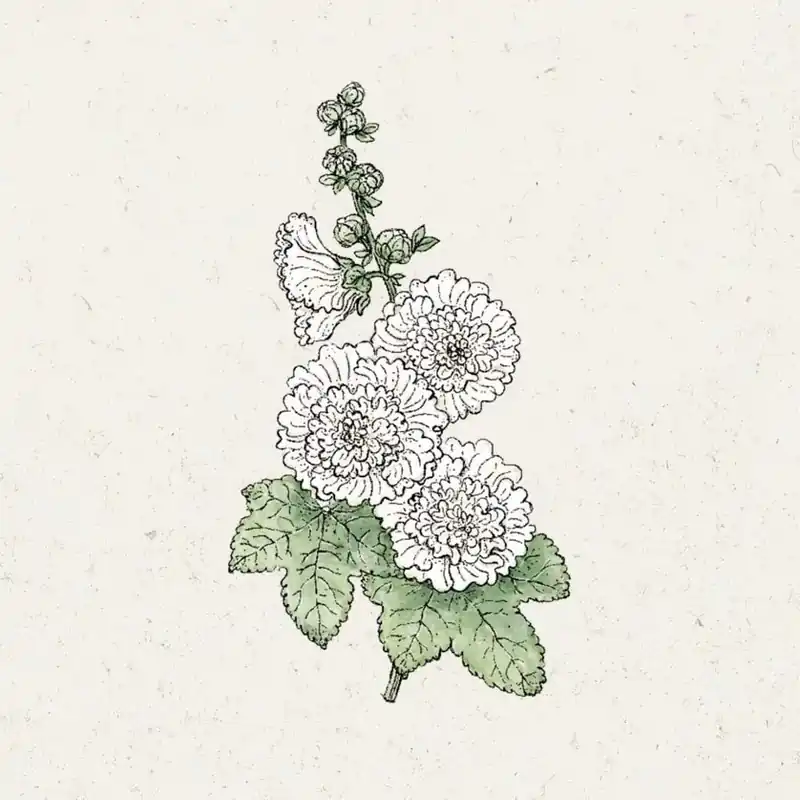 Jora Dahl Alcea rosea "Queeny White" (Stokroos) - Tijdelijke actie