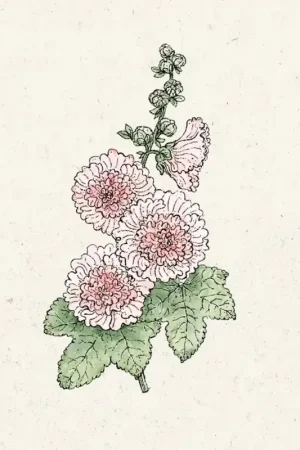 Jora Dahl Alcea rosea "Queeny Salmon" (Stokroos) - Tijdelijke aanbieding