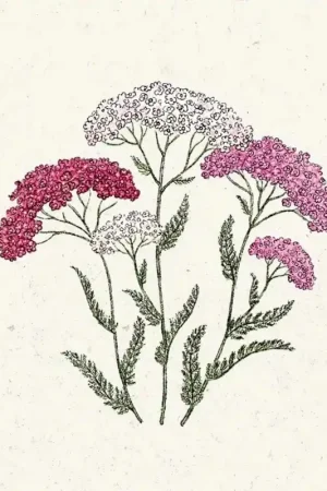 Jora Dahl Achillea millefolium "Summer Berries" (Duizendblad) | Snelle verzending