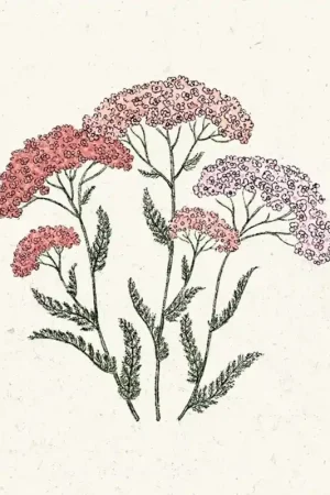 Jora Dahl Achillea millefolium "Summer Pastell" (Duizendblad) - Voordeelprijs