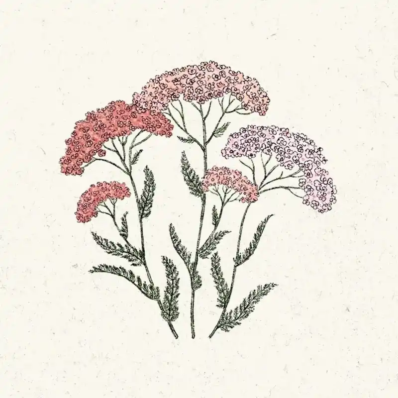 Jora Dahl Achillea millefolium "Summer Pastell" (Duizendblad) - Voordeelprijs