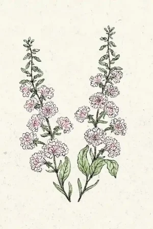 Verlaagde prijs | Jora Dahl Clarkia unguiculata "Appleblossom"