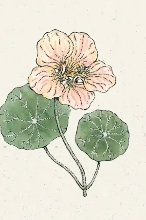 Jora Dahl Tropaeolum minus "Tip Top Pink Blush" (Klimkers) | Prijsverlaging