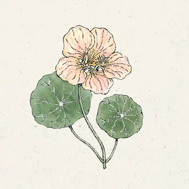 Jora Dahl Tropaeolum minus "Tip Top Pink Blush" (Klimkers) | Prijsverlaging
