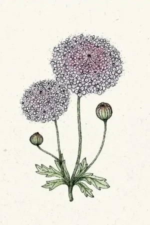 Trending - Jora Dahl Didiscus caeruleus "Lace Pink"