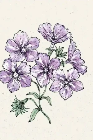 Jora Dahl Phlox drummondii "Sugar Stars" - Rechtstreeks uit de fabriek