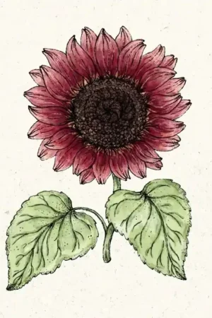 Nieuw product | Jora Dahl Helianthus annus "Pro cut Red" (Zonnebloem)