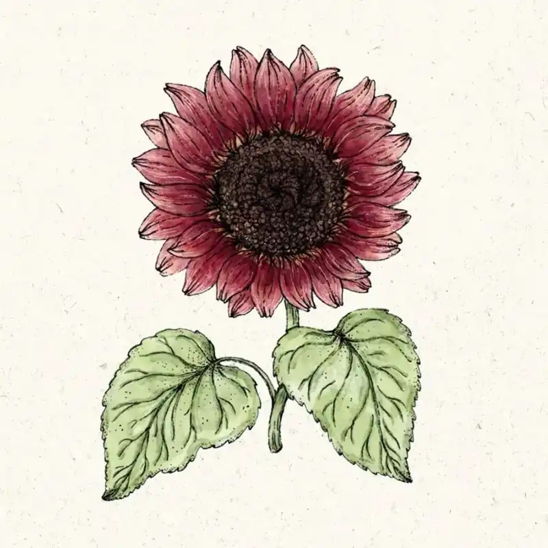 Nieuw product | Jora Dahl Helianthus annus "Pro cut Red" (Zonnebloem)