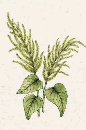 Bestel vandaag | Jora Dahl Amaranthus caudatus "Green Cascade" (Kattenstaartamarant)