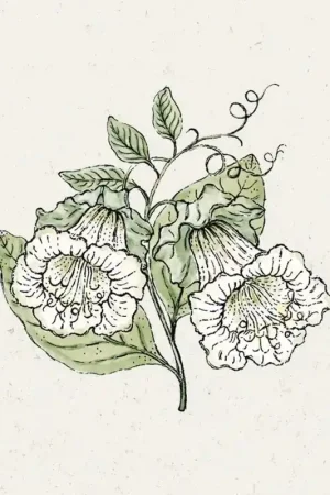 Jora Dahl Cobaea scandens "Alba" (Klokwinde) | Op voorraad