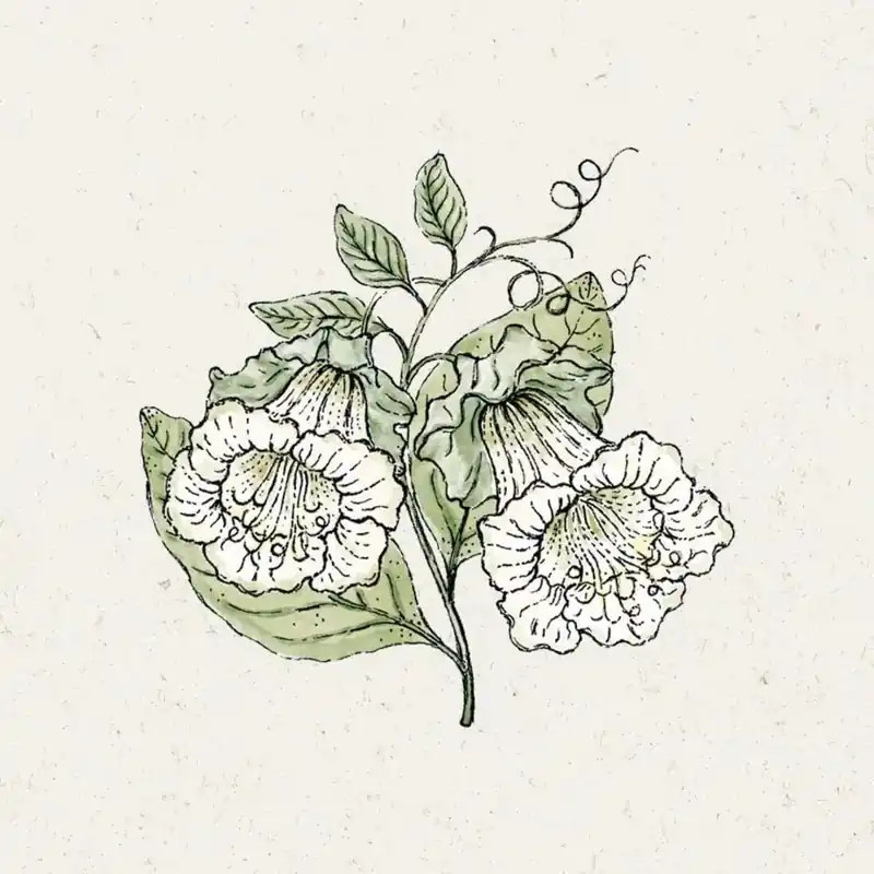 Jora Dahl Cobaea scandens "Alba" (Klokwinde) | Op voorraad