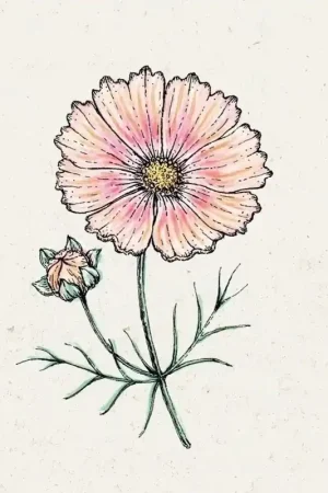 Bespaar meer - Jora Dahl Cosmos bipinnatus "Apricot Lemonade" (Cosmea)