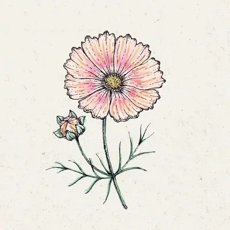 Bespaar meer - Jora Dahl Cosmos bipinnatus "Apricot Lemonade" (Cosmea)