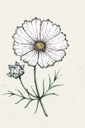 Nu beschikbaar | Jora Dahl Cosmos bipinnatus "Cosmix White" (Cosmea)