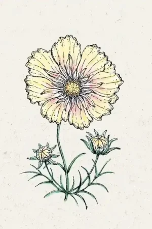 Bestseller - Jora Dahl Cosmos bipinnatus "Xanthos" (Cosmea)