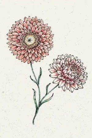 Jora Dahl Helichrysum bracteatum "Salmon Rose" (Strobloem) | Actieprijs