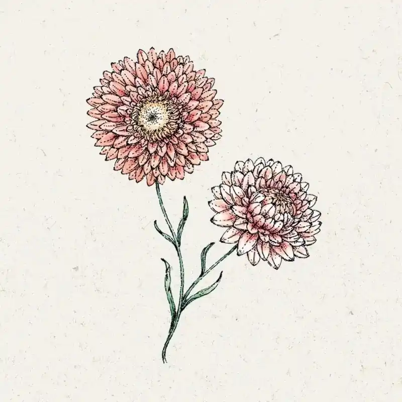 Jora Dahl Helichrysum bracteatum "Salmon Rose" (Strobloem) | Actieprijs