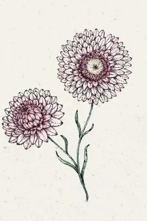 Veilig winkelen - Jora Dahl Helichrysum bracteatum "Silvery Rose" (Strobloem)