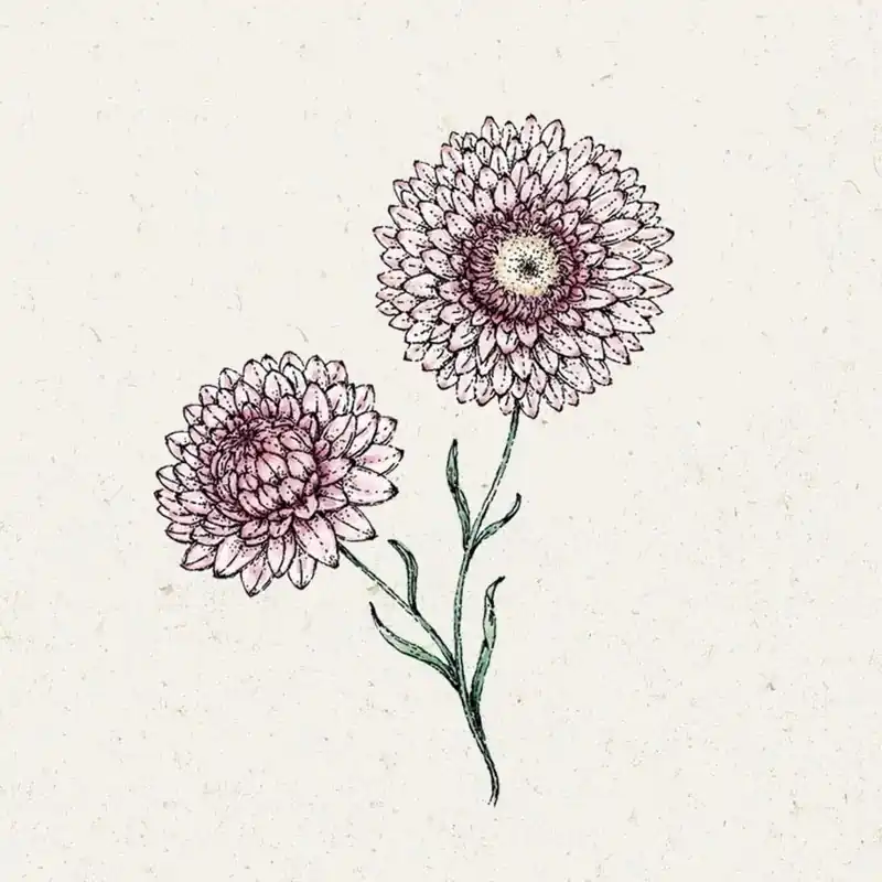 Veilig winkelen - Jora Dahl Helichrysum bracteatum "Silvery Rose" (Strobloem)