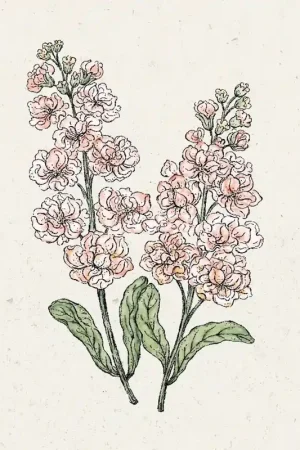 Jora Dahl Matthiola Incana "Iron Apricot" (Violier) | Bestel nu