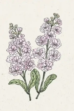 Jora Dahl Matthiola Incana "Iron Cherry Blossom" (Violier) | Bespaar meer