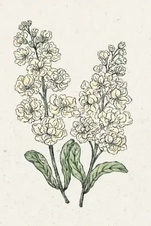 Veel gekozen - Jora Dahl Matthiola Incana "Iron Yellow" (Violier)
