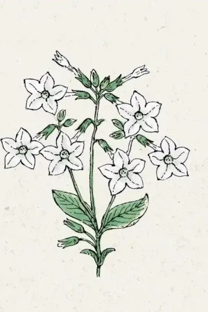 Jora Dahl Nicotiana alata "Grandiflora" (Siertabak) | Zeer goed beoordeeld