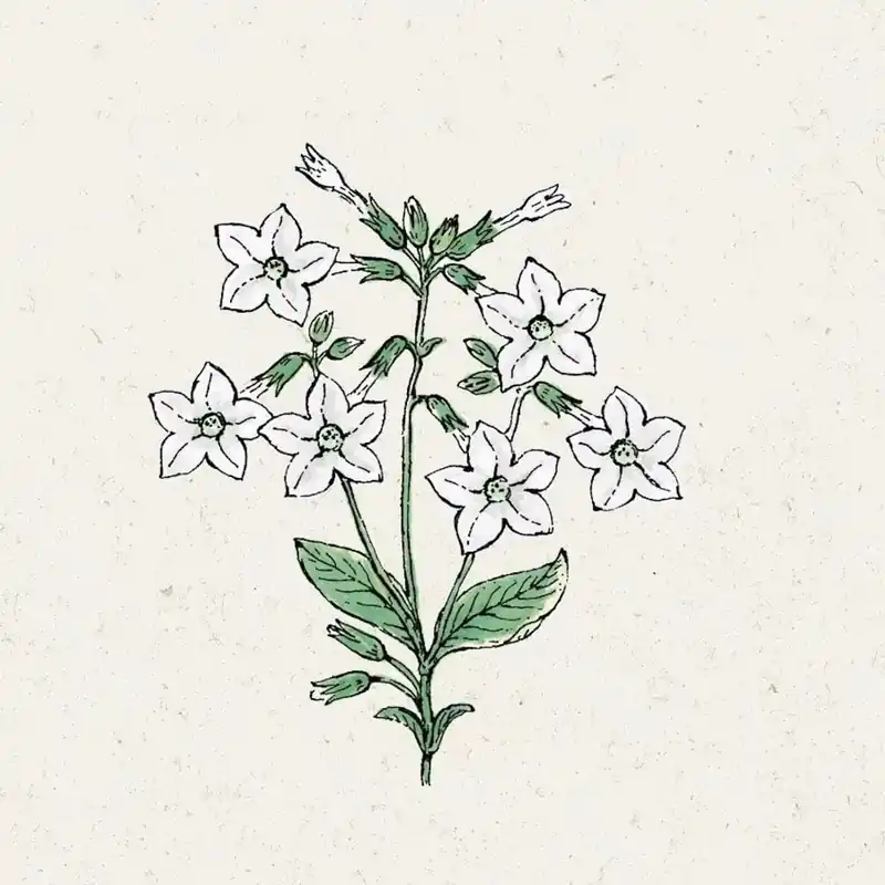 Jora Dahl Nicotiana alata "Grandiflora" (Siertabak) | Zeer goed beoordeeld