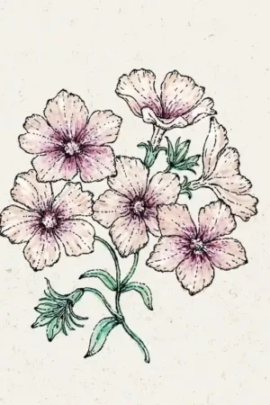 Favoriet van klanten - Jora Dahl Phlox drummondii "Crème Brûlée"