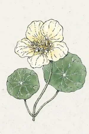 Net toegevoegd - Jora Dahl Tropaeolum majus "Milkmaid" (Klimkers)