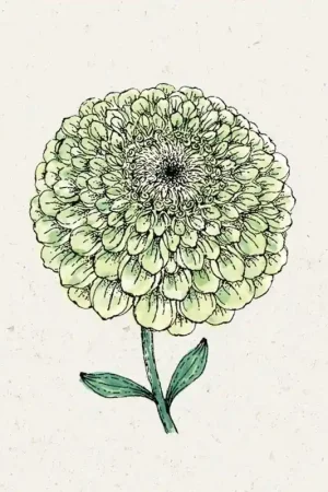 Jora Dahl Zinnia elegans "Benary’s Giant Lime" (Zinnia) - Hoog gewaardeerd