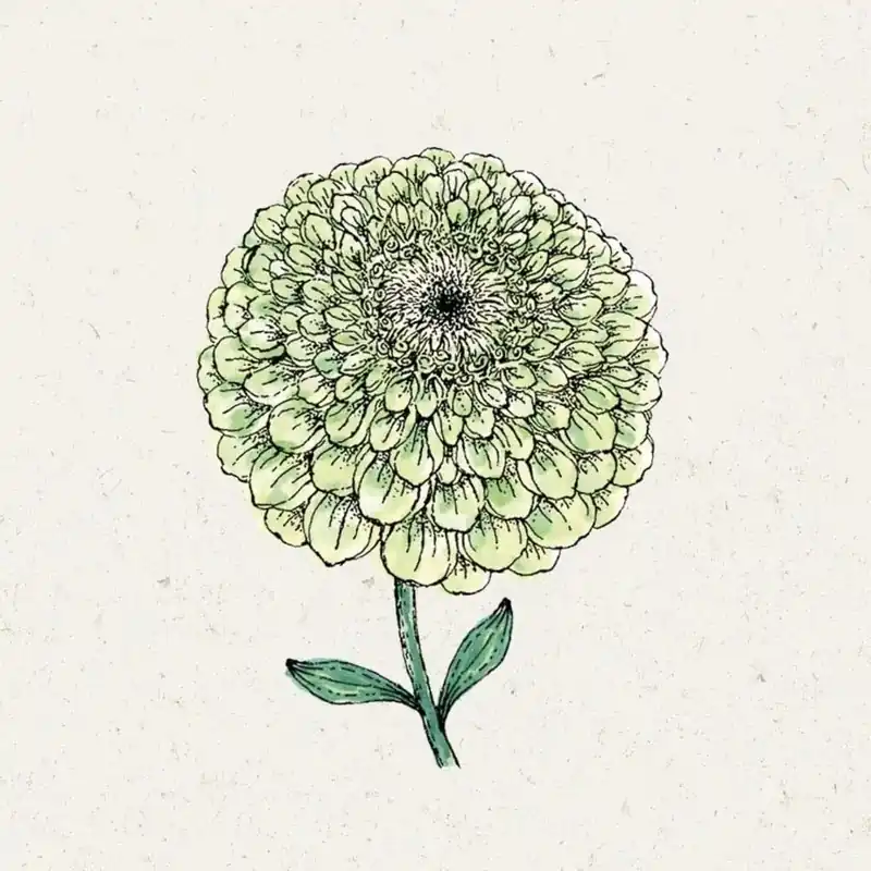 Jora Dahl Zinnia elegans "Benary’s Giant Lime" (Zinnia) - Hoog gewaardeerd