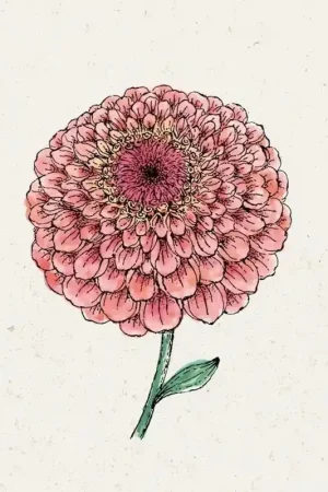 Jora Dahl Zinnia elegans "Benary"s Giant Salmon Rose" (Zinnia) | Professionele kwaliteit