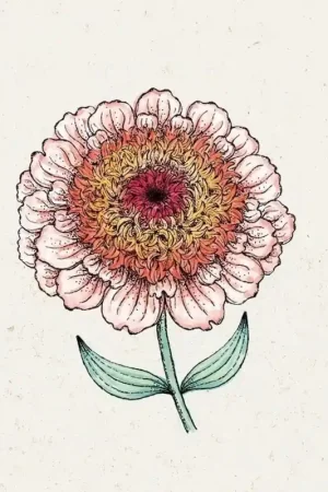 Zojuist toegevoegd - Jora Dahl Zinnia elegans "Zinderella Peach" (Zinnia)