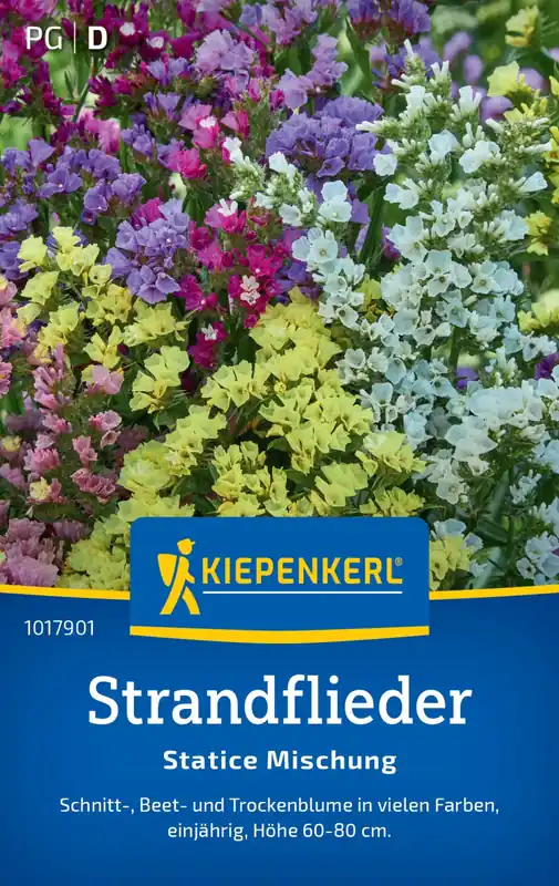 Kiepenkerl Limonium Statice Mix | Speciale deal